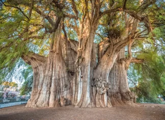 Visita uno de los árboles más antiguos del mundo en México » 2023