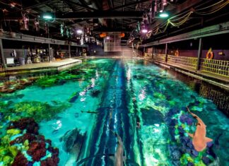 «Ultimate Shark Experience», la experiencia de edición limitada que no debes perderte » 2023