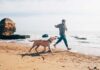 Las 7 mejores playas de EE.UU. aptas para perros »