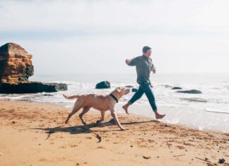 Las 7 mejores playas de EE.UU. aptas para perros »