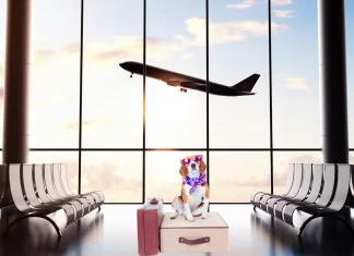 Éstas son las 9 aerolíneas más pet friendly del mundo » 2023