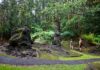 El único bosque de árboles de lava del mundo y todo lo que debes saber antes de visitarlo »