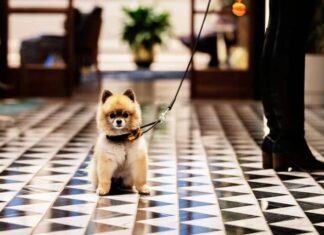 Hilton dará comida gratis a sus huéspedes caninos en el Día Internacional del Perro »