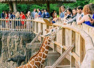 Estos son 10 de los mejores zoológicos de EE.UU. »
