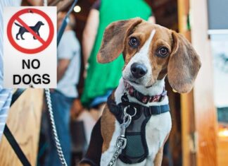Destinos Emblemáticos donde la entrada de Mascotas está prohibida »