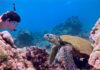 Las 7 Experiencias más Increíbles con Animales en Todo el Mundo »