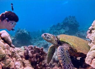 Las 7 Experiencias más Increíbles con Animales en Todo el Mundo »