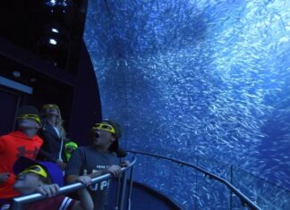 NUEVA ATRACCIÓN DESTACA COMO NUNCA LA VIDA OCEÁNICA »