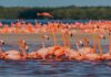7 playas mexicanas poco conocidas para disfrutar, una con miles de flamencos »