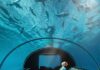 Los 7 hoteles submarinos más bonitos del mundo »
