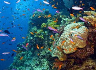 Los Destinos Submarinos Más Asombrosos para Bucear en el 2025 »