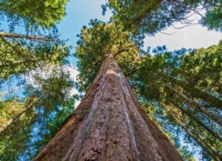 Los Árboles Más Altos y Antiguos del Planeta »