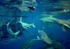 Los 5 Mejores Lugares para Bucear con Tiburones en el 2025 »