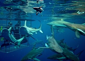 Los 5 Mejores Lugares para Bucear con Tiburones en el 2025 »