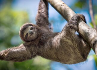 ¿Dónde puedes tomarte selfies con animales únicos? »