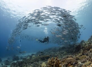 ¿Cuáles son los parques marinos con buceo regenerativo para protección de corales? »
