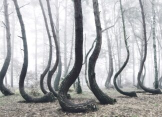 5 bosques encantados donde los árboles susurran leyendas olvidadas »