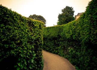 ¿Cuáles son los laberintos de setos que convierten un paseo en un enigma verde? »