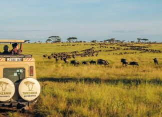 ¿Qué reservas naturales ofrecen los mejores safaris para observación de fauna en su hábitat? »