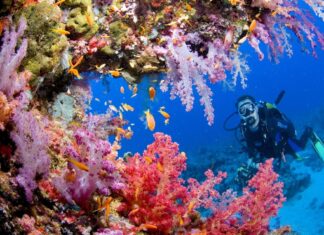 Los 5 parques marinos con buceo regenerativo para protección de corales »