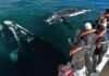 ¿Cuáles son los 5 destinos con los mejores programas de avistamiento de ballenas en temporada del 2026? »