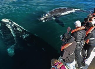 ¿Cuáles son los 5 destinos con los mejores programas de avistamiento de ballenas en temporada del 2026? »