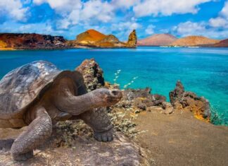 5 islas del Pacífico tienen los mejores programas de conservación de tortugas marinas »