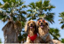 5 países con las políticas más amigables para viajar con mascotas »