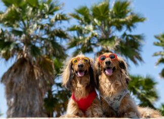 5 países con las políticas más amigables para viajar con mascotas »