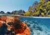 Las 5 barreras de coral más espectaculares del mundo para visitar en 2026 »