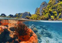 Las 5 barreras de coral más espectaculares del mundo para visitar en 2026 »