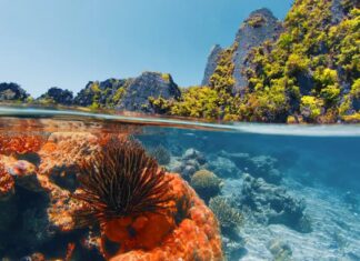 Las 5 barreras de coral más espectaculares del mundo para visitar en 2026 »
