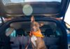 Los 5 SUVs del 2026 ideales para familias con mascotas »