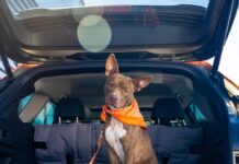 Los 5 SUVs del 2026 ideales para familias con mascotas »