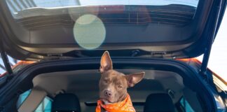 Los 5 SUVs del 2026 ideales para familias con mascotas »