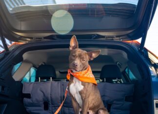 Los 5 SUVs del 2026 ideales para familias con mascotas »