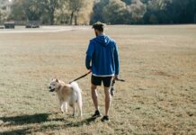 Los 5 destinos del 2026 para viajar con mascota sin complicarte »