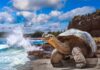 Los 5 parques nacionales del mundo para ver fauna salvaje »