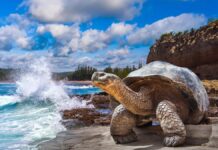 Los 5 parques nacionales del mundo para ver fauna salvaje »