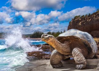 Los 5 parques nacionales del mundo para ver fauna salvaje »