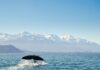 Los 5 destinos donde el avistamiento de ballenas justifica planear un viaje »