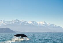 Los 5 destinos donde el avistamiento de ballenas justifica planear un viaje »