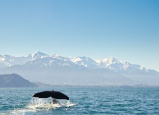 Los 5 destinos donde el avistamiento de ballenas justifica planear un viaje »