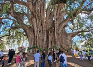 5 árboles milenarios que merecen su propia excursión dentro de cualquier viaje »