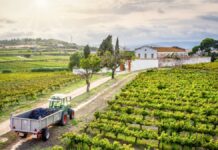 5 destinos donde puedes participar en una vendimia o cosecha real »