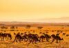 5 destinos donde puedes presenciar la migración de animales en su hábitat natural »