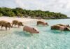 5 islas donde los animales mandan y los humanos son los invitados »