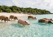 5 islas donde los animales mandan y los humanos son los invitados »