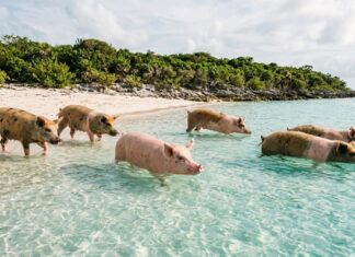 5 islas donde los animales mandan y los humanos son los invitados »