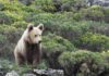5 lugares donde puedes ver osos en libertad y cómo hacerlo con seguridad »